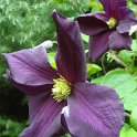 Clematis x 'Romantika' fleur